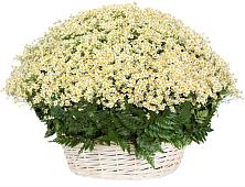 Цветочная композиция из Ромашки в корзине #REPLACE_PRED# Боровске